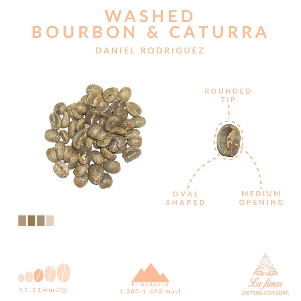 Washed Bourbon, Caturra • Daniel Rodriguez