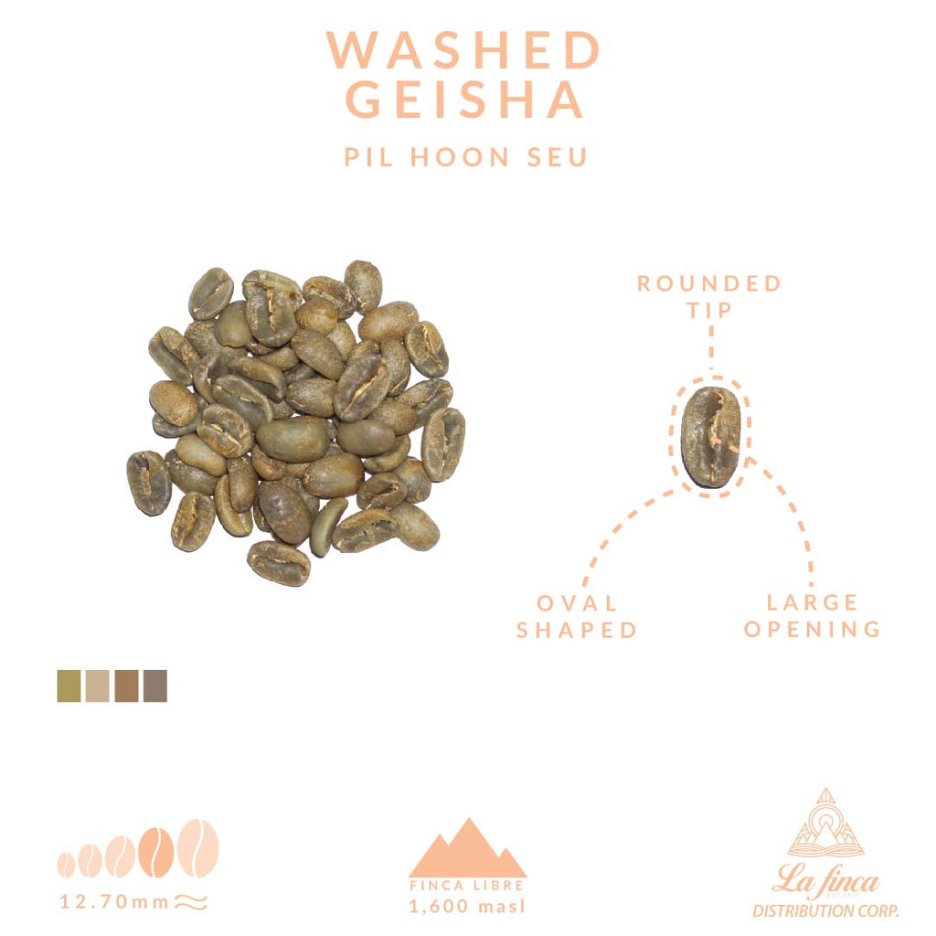 Washed Geisha Pil Hoon Seu Finca Libre specialty coffee Nicaragua La Finca Distribution Imported into Canada